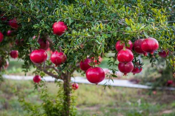 Gardening 101: Pomegranate - Kier Holmes